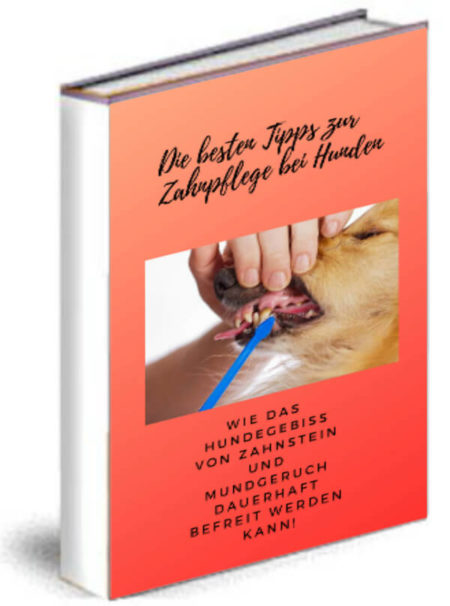 Zahnpflege bei Hunden